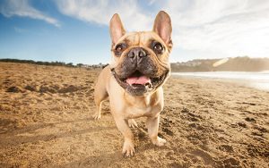 Tan french bulldog smiling and posing for the camera