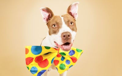 Dog in Photo Booths – Berkeley Humane