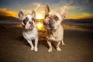 French Bull Dog siblings with a San Francisco sunset