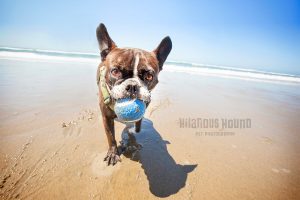 Frenchie returning from a game of fetch on the beach