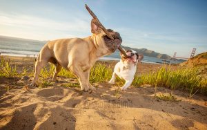 Two Frenchie playing tog-o-war at Baker Beach