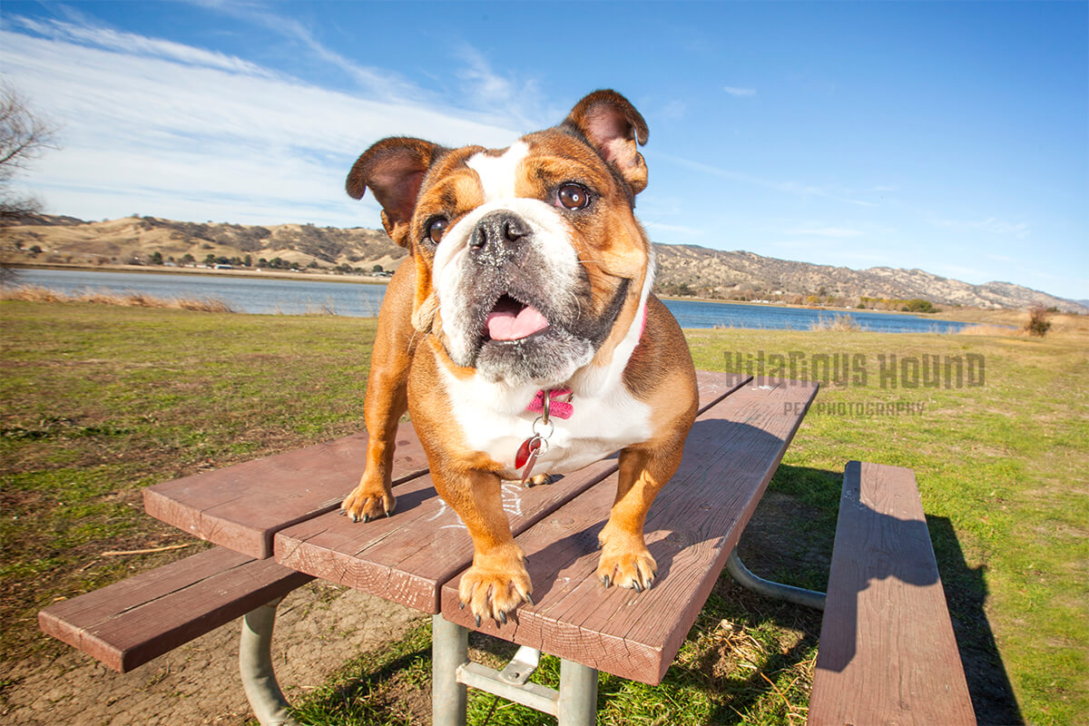 Happy Bulldog standing on picnic table
