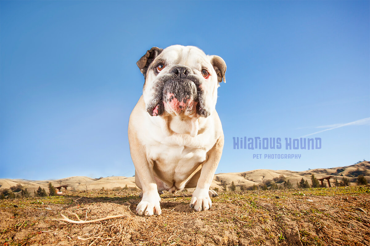 Grumpy white English Bulldog