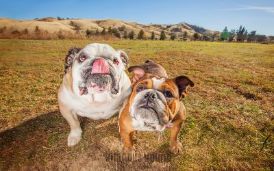 Two Bulldogs Take Over Lagoon Valley