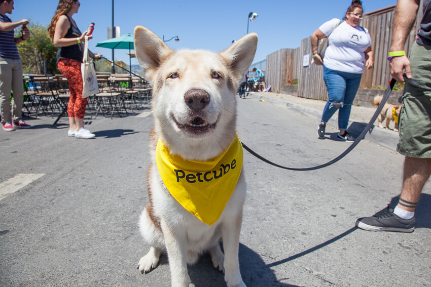 Large light tan dog wearing yellow bandana with a smirk on his face