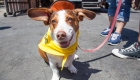 Happy basset hound dog wearing a hat and bandana