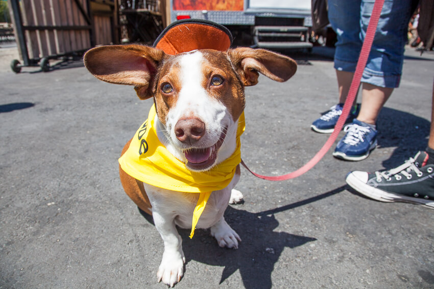 Happy basset hound dog wearing a hat and bandana