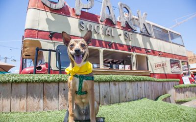 Pet Cube Hosts San Francisco’s Largest Dog Block Party