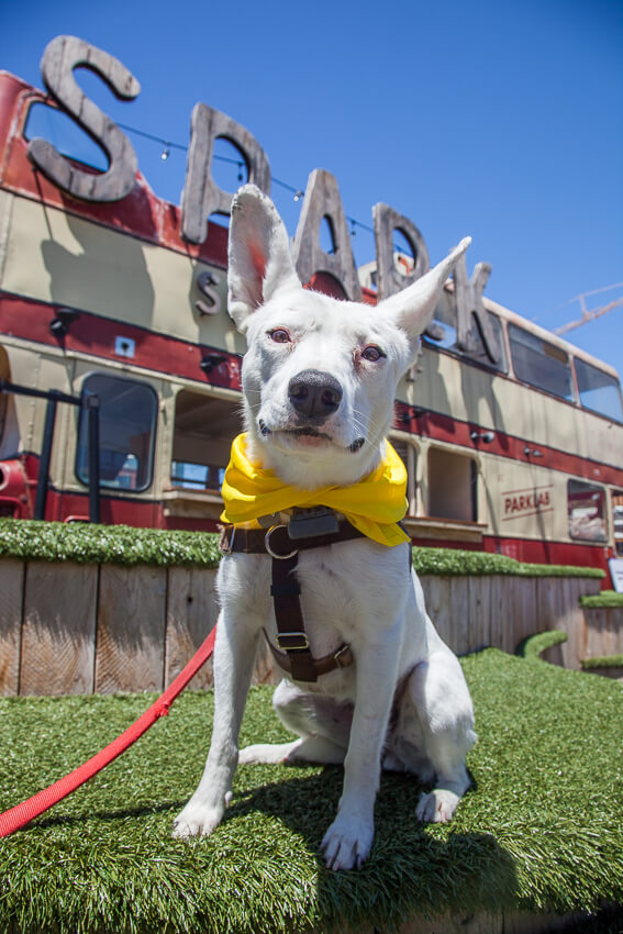 All white and deaf dog posing for the camera