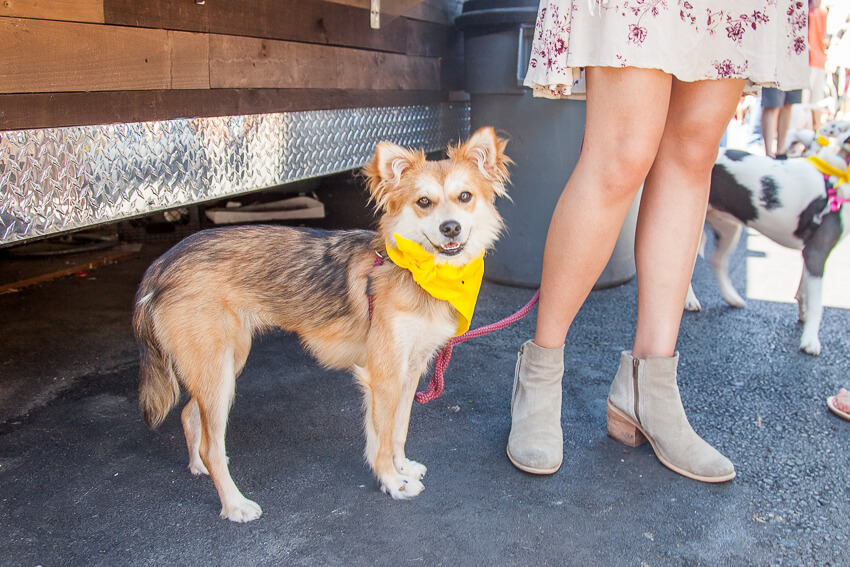 Small tan dog standing near his moms leags for protection