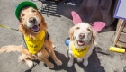 Two golden retriever dogs dressed up for the costume contest