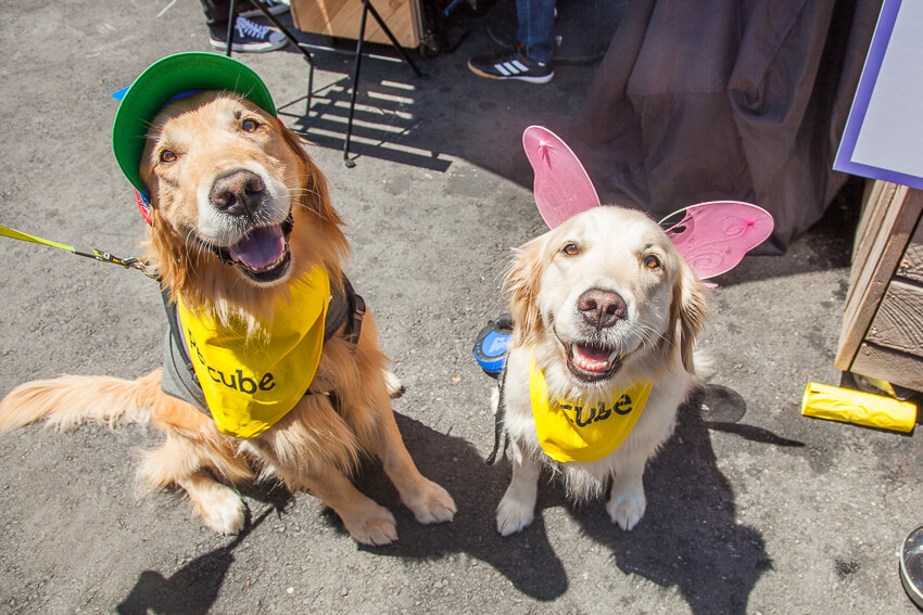 Two golden retriever dogs dressed up for the costume contest