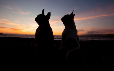 Mean Joe and Emmy – Baker Beach Pet Photography