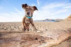 Brindle dog posing on a log at Baker Beach just waiting for his treat