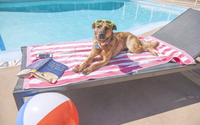 Can dogs get a sunburn?