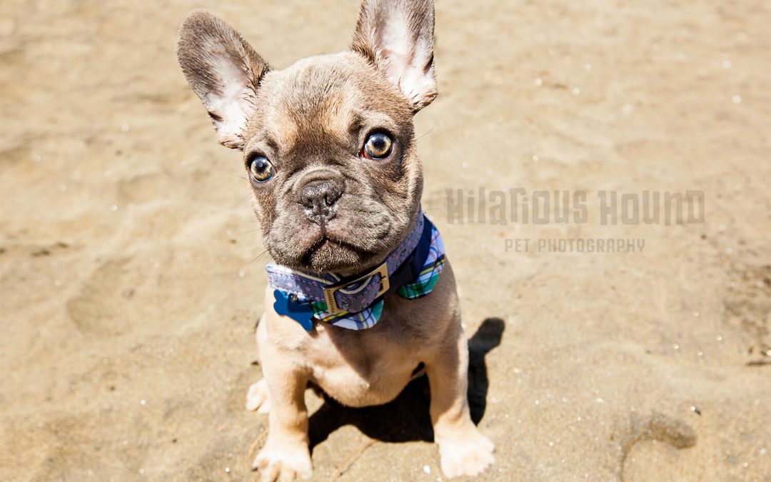 Frenchie puppy sitting on the beach learning dog socailization