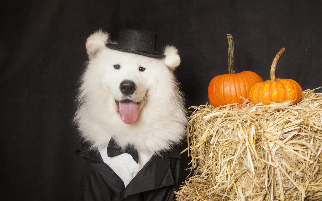 Is your pup ready to party? – 10 Great Dog Costumes