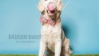 golden retriever taking his turn on the doggie birthday photo booth