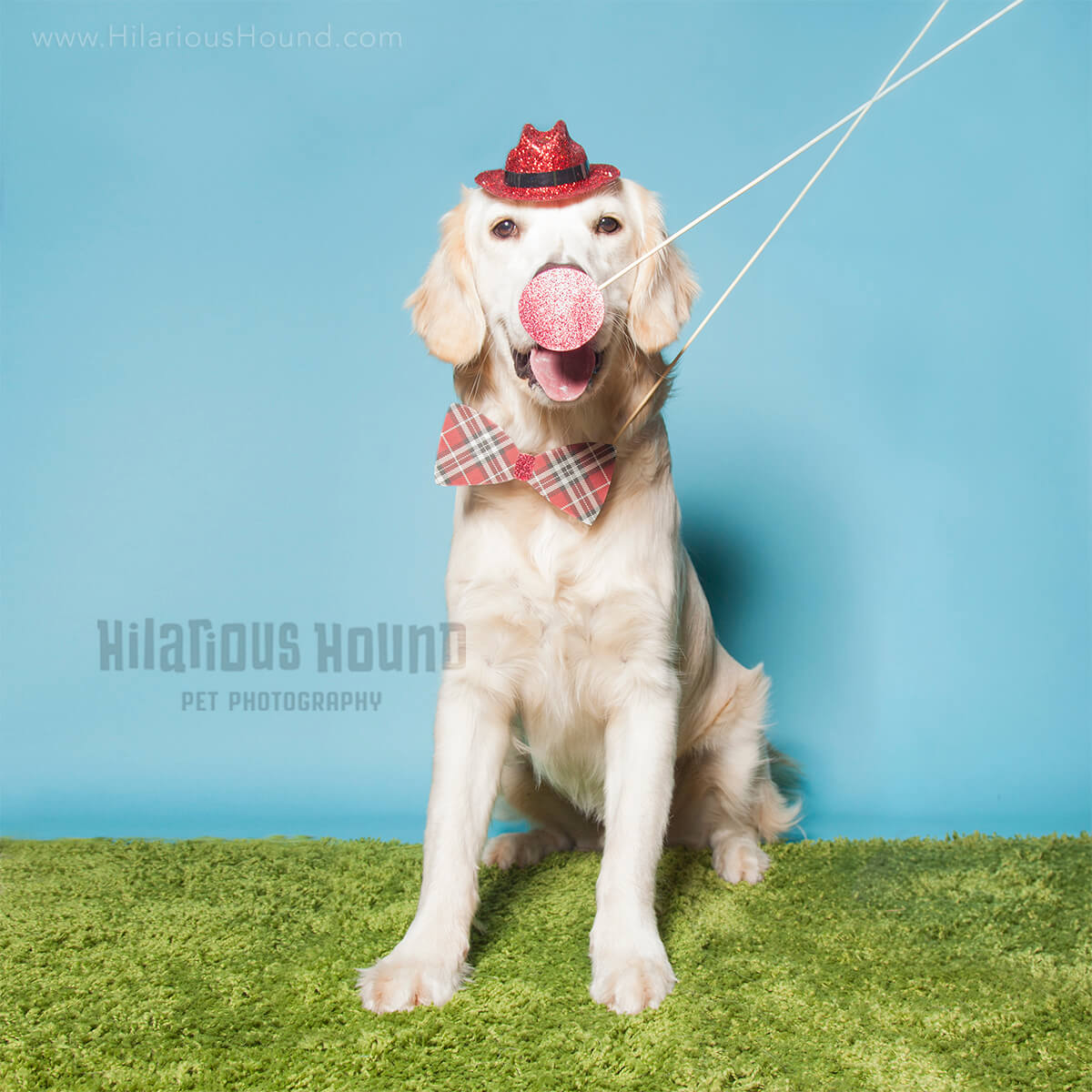 golden retriever taking his turn on the doggie birthday photo booth