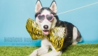 Husky wearing a giant bow-tie, celebrating a doggie birthday