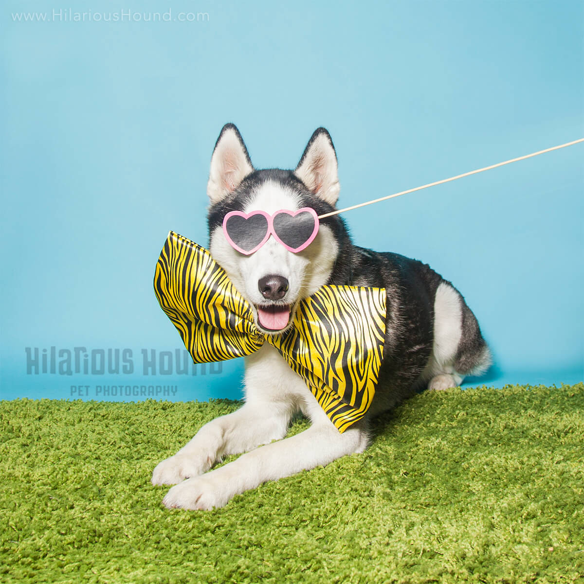 Husky wearing a giant bow-tie, celebrating a doggie birthday