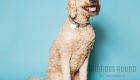 Golden-doodle wearing a tiny blur hat, photo from a doggie birthday party
