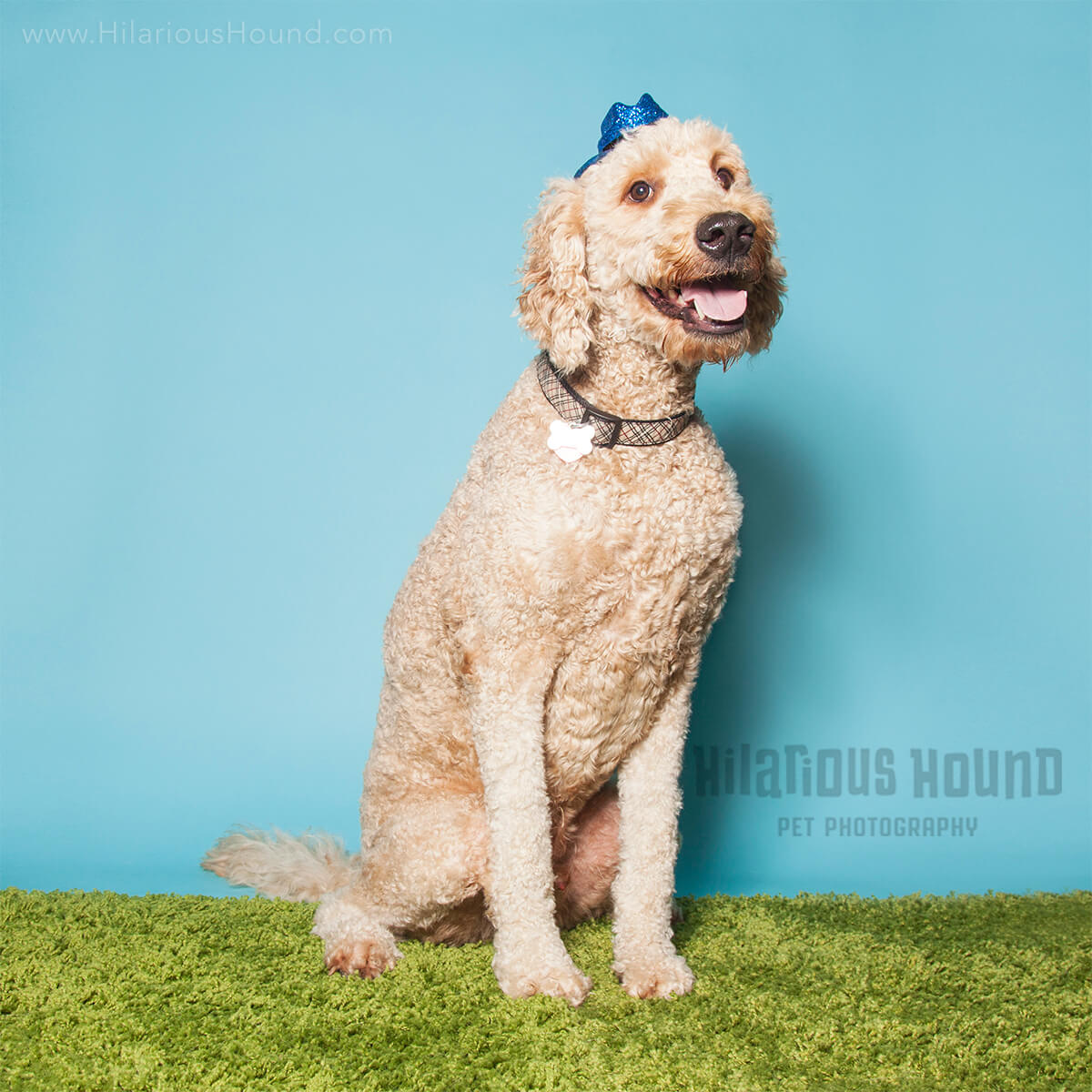 Golden-doodle wearing a tiny blur hat, photo from a doggie birthday party