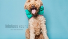 happy doodle wearing an bow-tie and funky headband