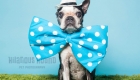 Senior boston terrier wearing a giant blue bow tie