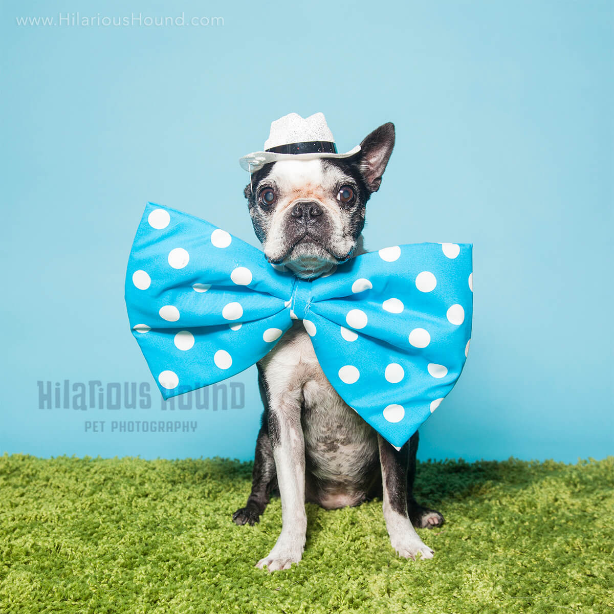 Senior boston terrier wearing a giant blue bow tie