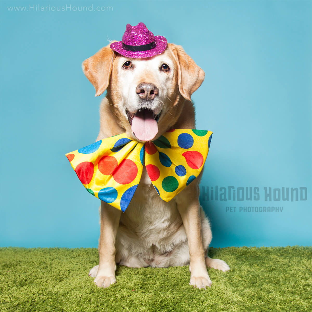 Golden-retiever-party - Hilarious Hound