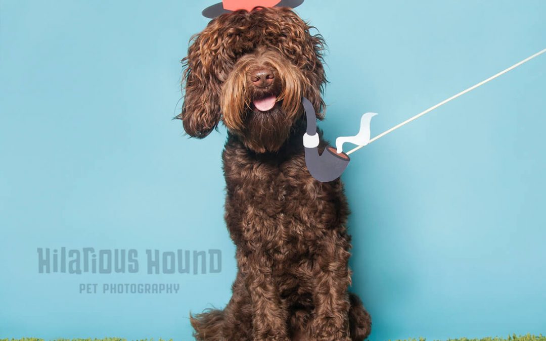 1 year old brown doodle posing with a pipe and top hat