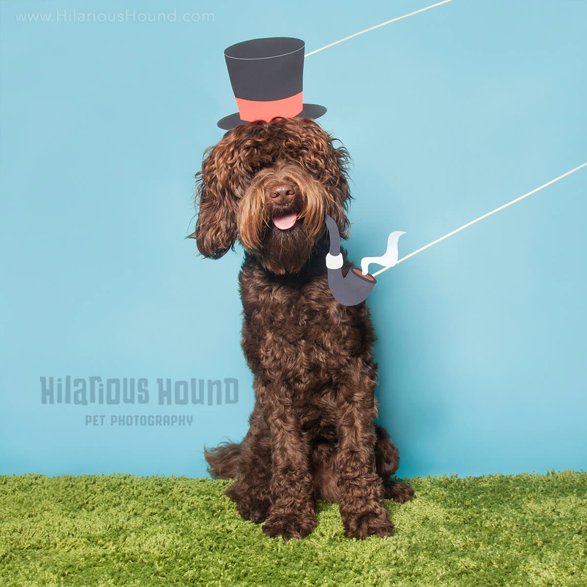 1 year old brown doodle posing with a pipe and top hat