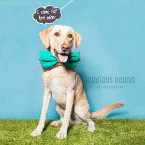 golden reliever pup showing off in the photo booth
