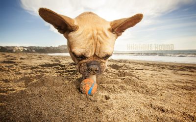 What Does A Hilarious Hound Pet Photography Session Look Like?