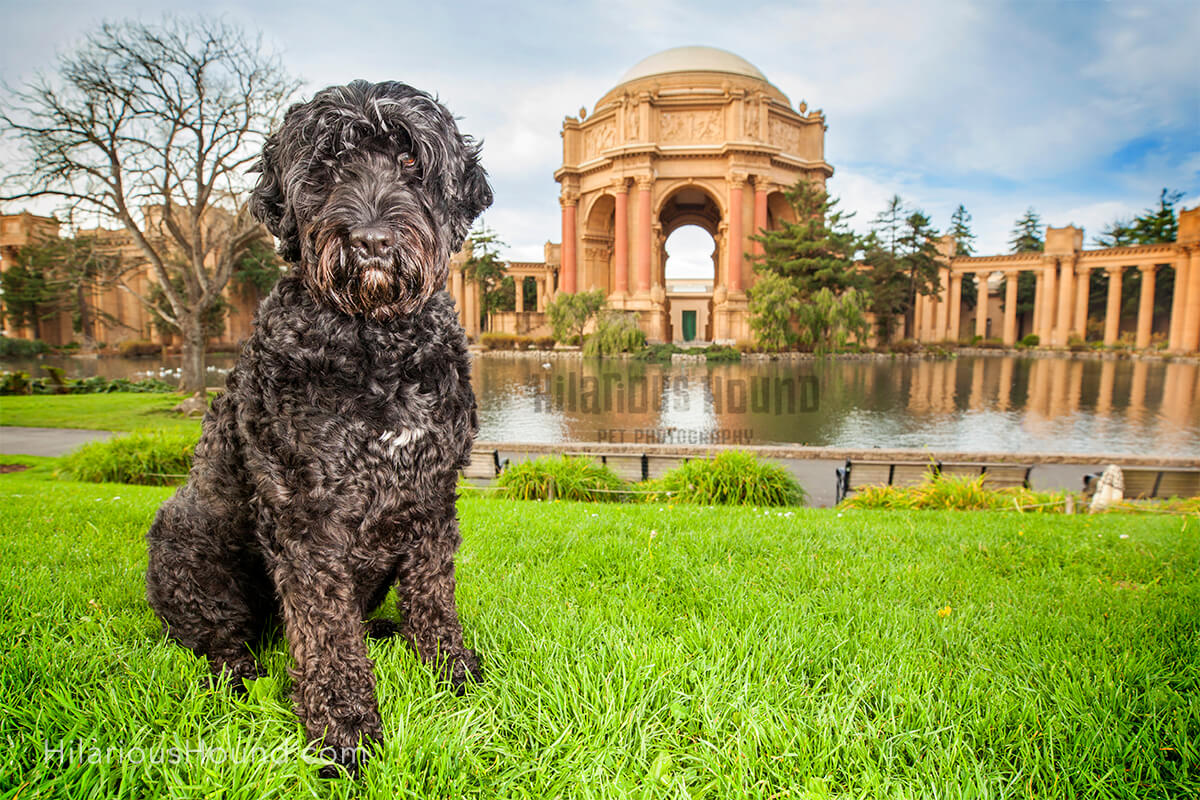 Portuguese Water Dog at the Palace of Fine Art in San Francisco