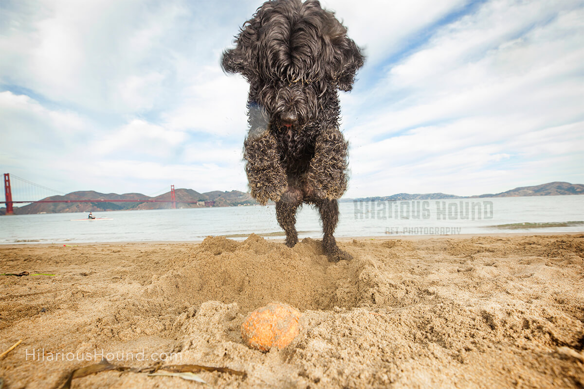 Portuguese Water Dog proudly pounces into a hold he dig at Crissy Field Beach