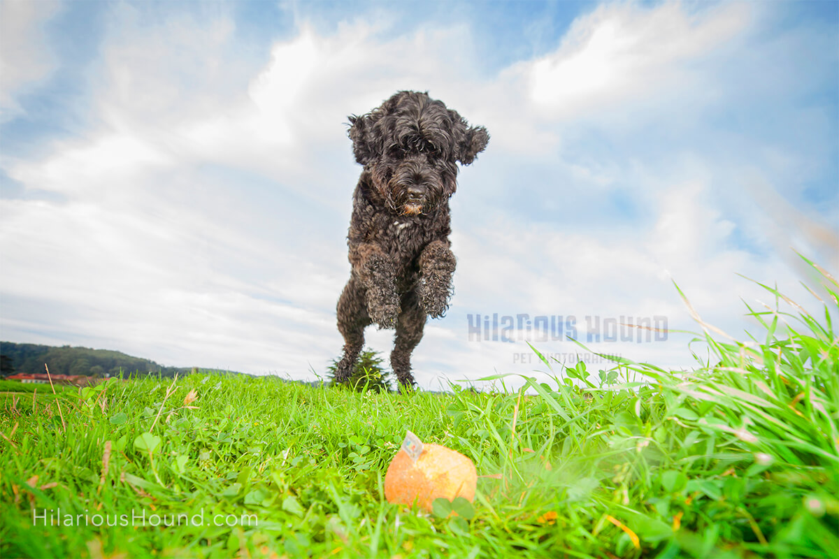 Portuguese Water Dog pounces after ball