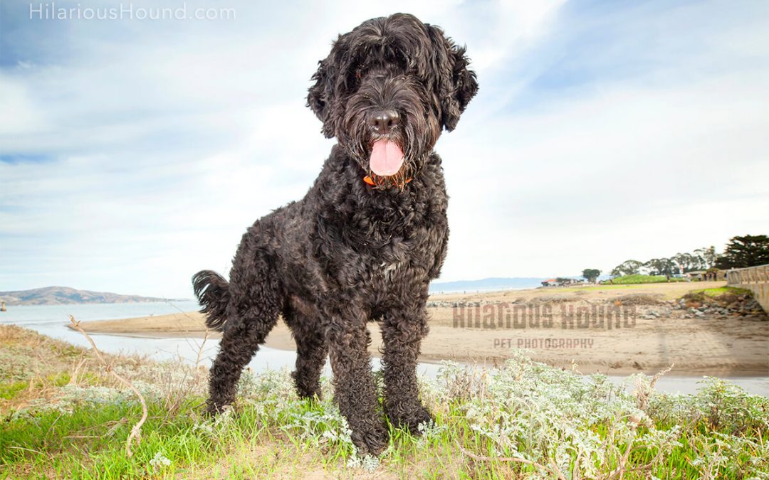 Black dog strikes a pose at Crissy field San Francisco