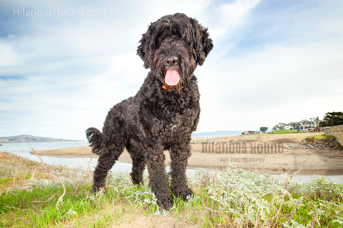 Black dog strikes a pose at Crissy field San Francisco