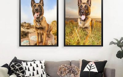 Your Guide to Hiring the Right Pet Photographer