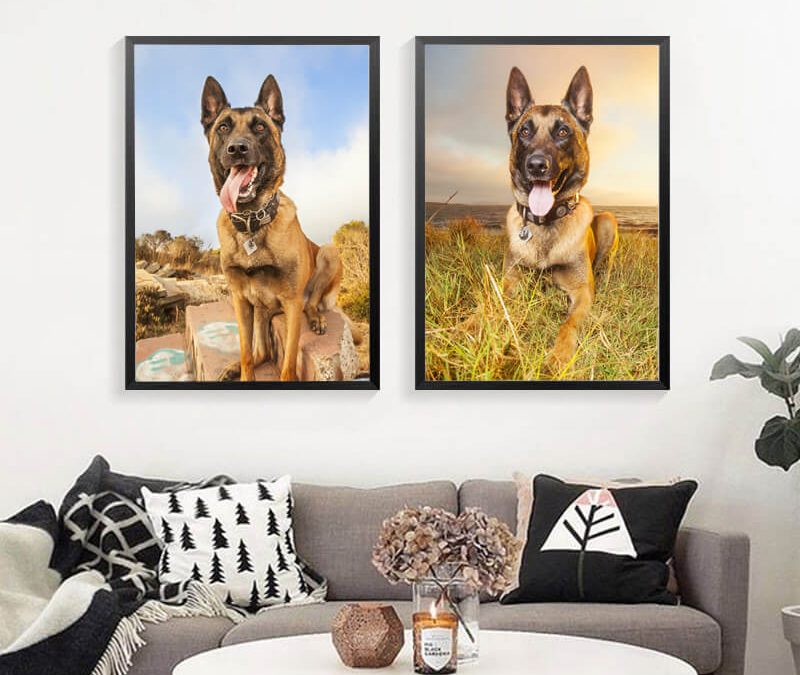 Two large images of a german Shepard hanging above the sofa