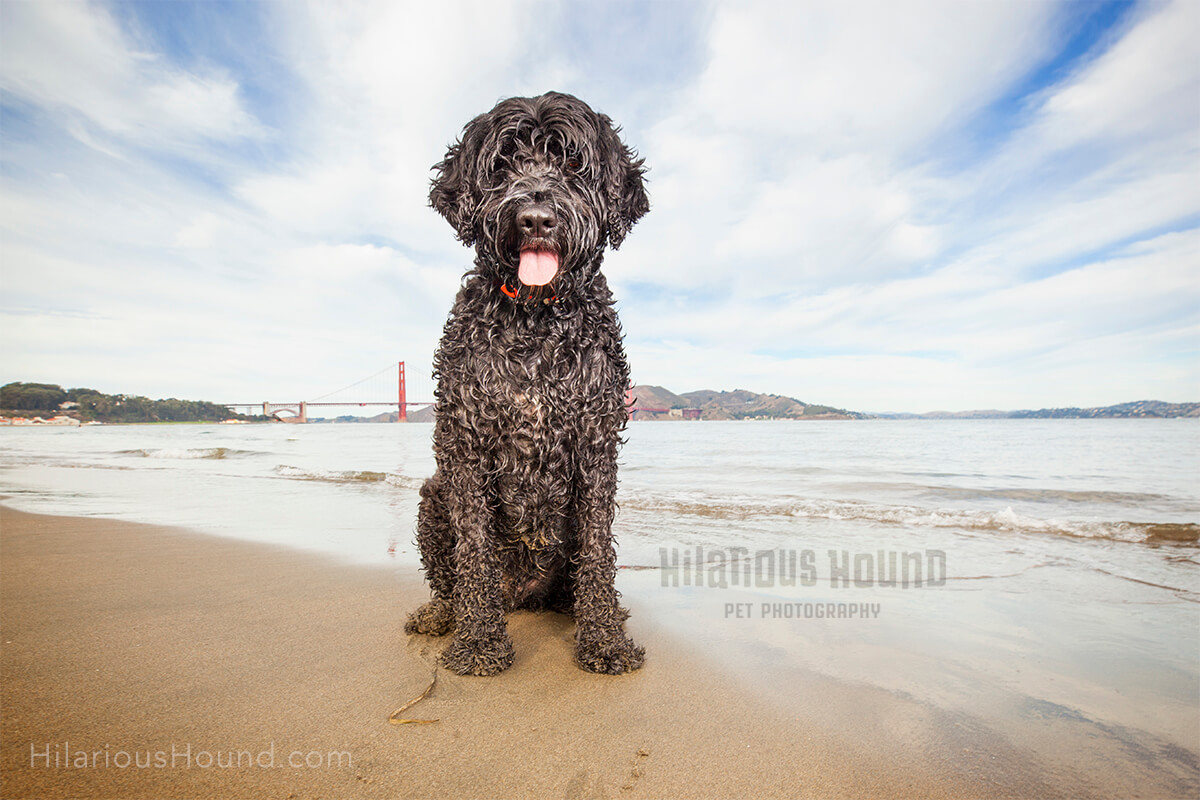 Portuguese Water Dog posing with the golden gate bridge and san francisco bay 