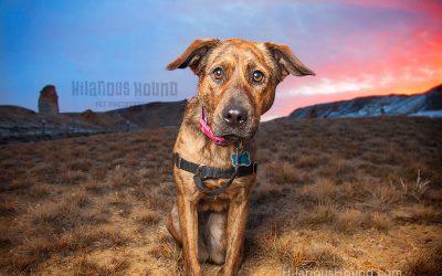 San Francisco Pet Photography: Your Guide To Pet Photography and So Much More!