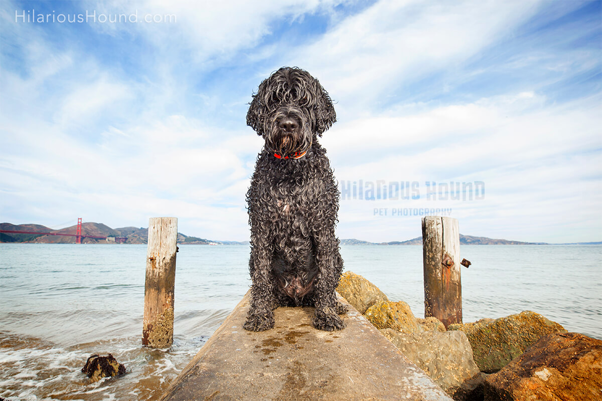 Soaking wet Portuguese Water Dog posed flanked between two pillars with the beautiful San Francisco bay