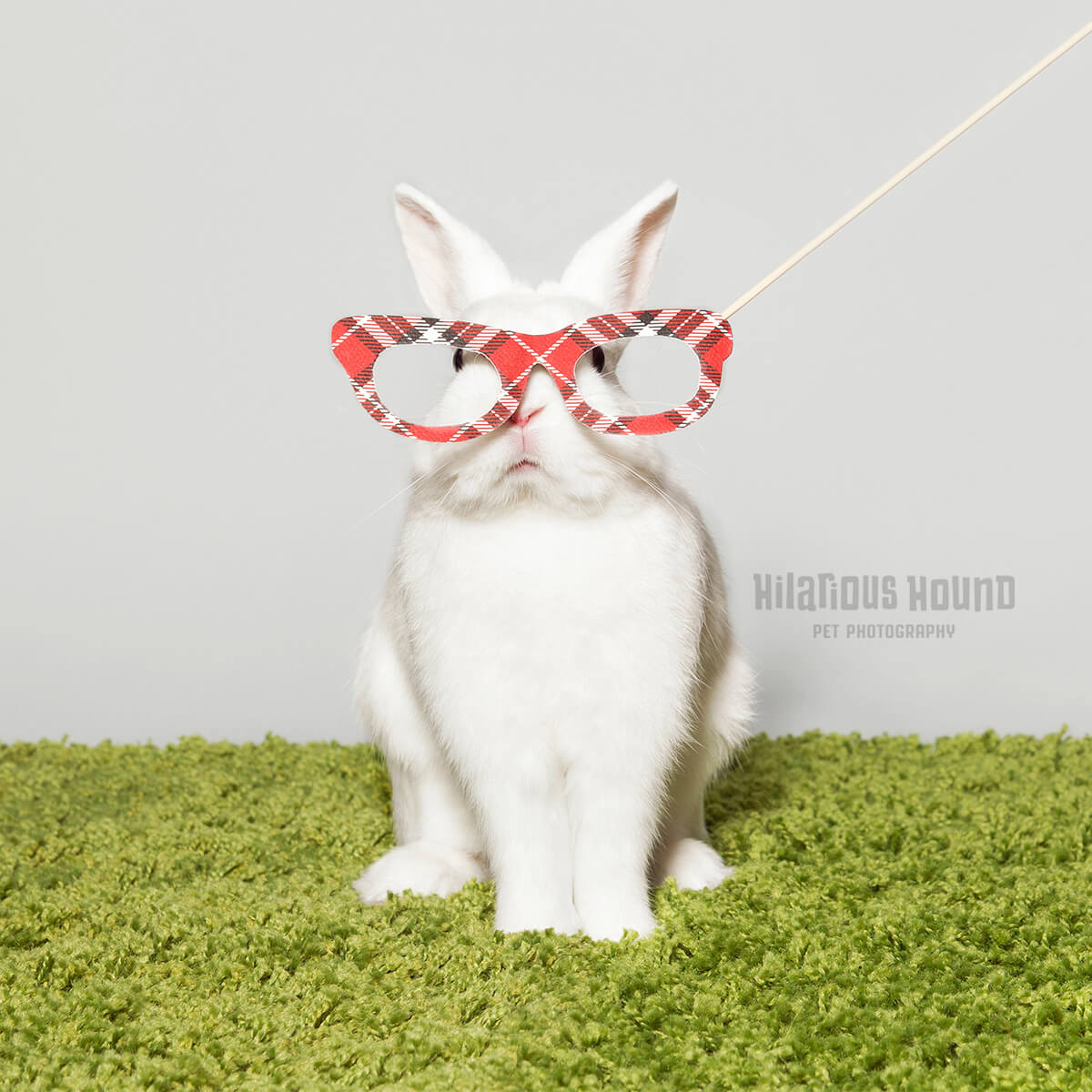 white bunny with photo booth props glasses