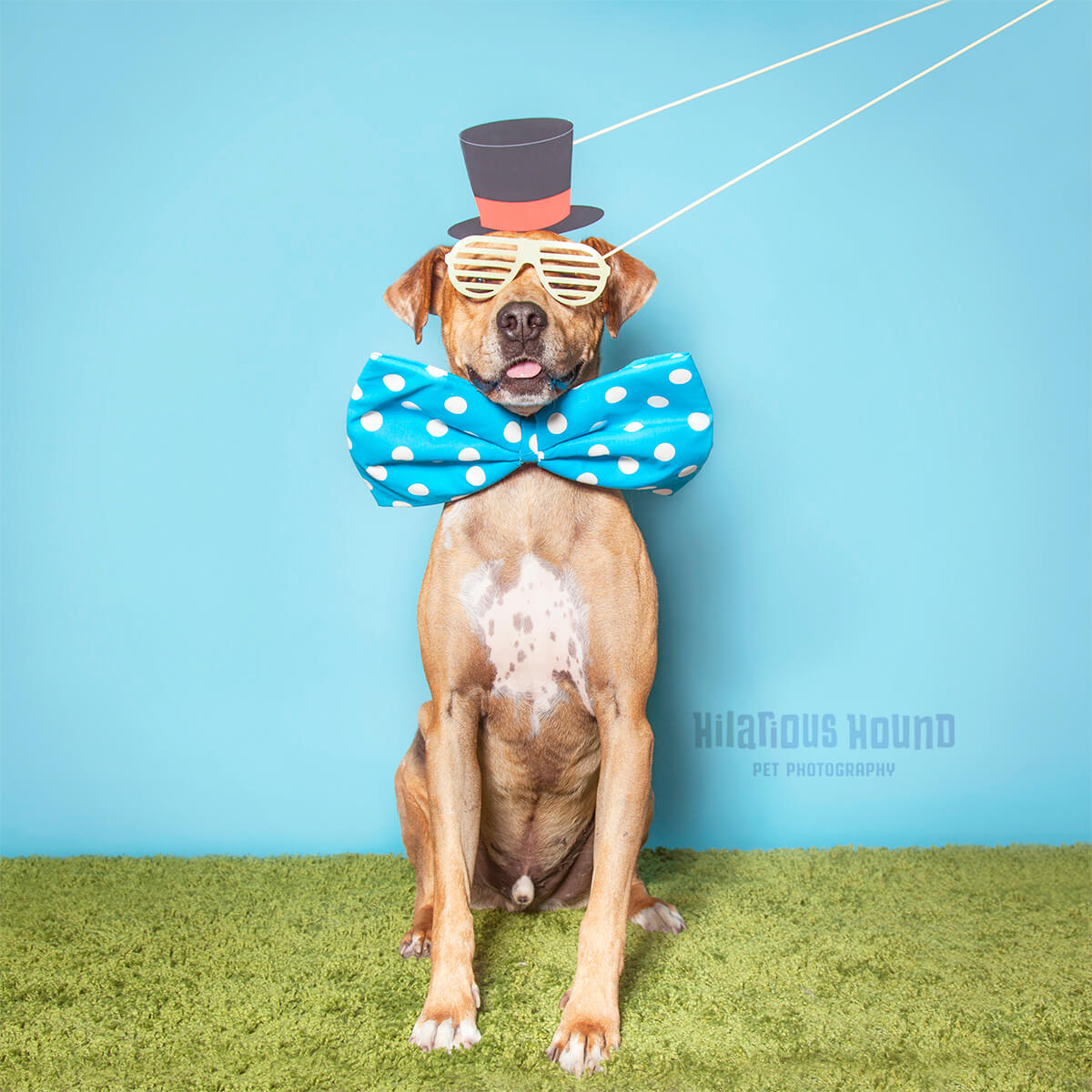 San Francisco’s only dog-friendly Photo booth! - Hilarious Hound