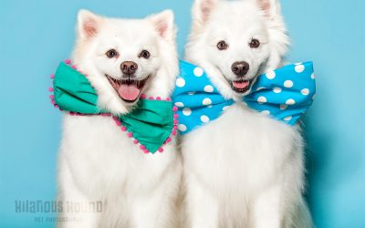 San Francisco’s only dog-friendly Photo booth!