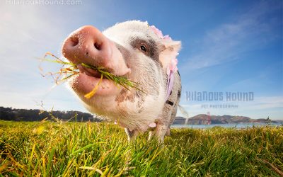 LiLou The Pig | San Francisco Pet Photography