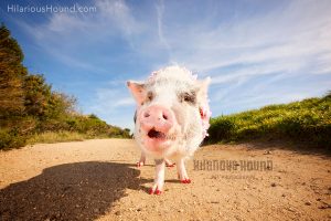 LiLou the pig having some fun at our photo shoot